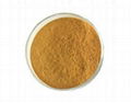 Cnidium Lactone Osthol extract 10%-98% 1