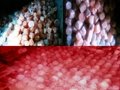 Himalayan Rock Salt Unfinished Products 2