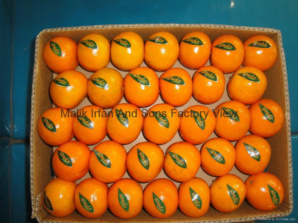 Mandarin Orange Citrus 