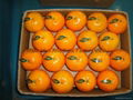 Mandarin Orange 2