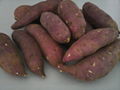 VIETNAM SWEET POTATO FOR ANIMAL FEED