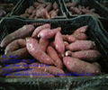 VIETNAM SWEET POTATO FOR ANIMAL FEED 2