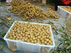 fresh   longan