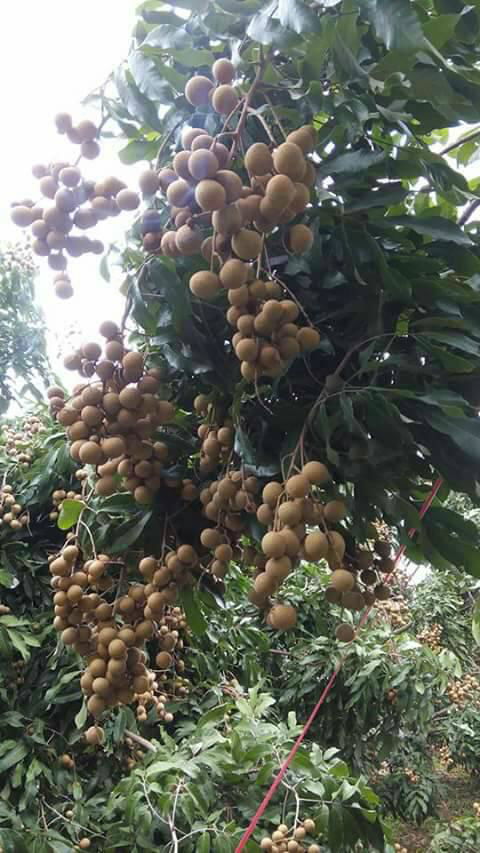 fresh   longan 2