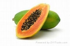 Holland  papaya       