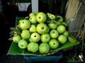 fresh guava