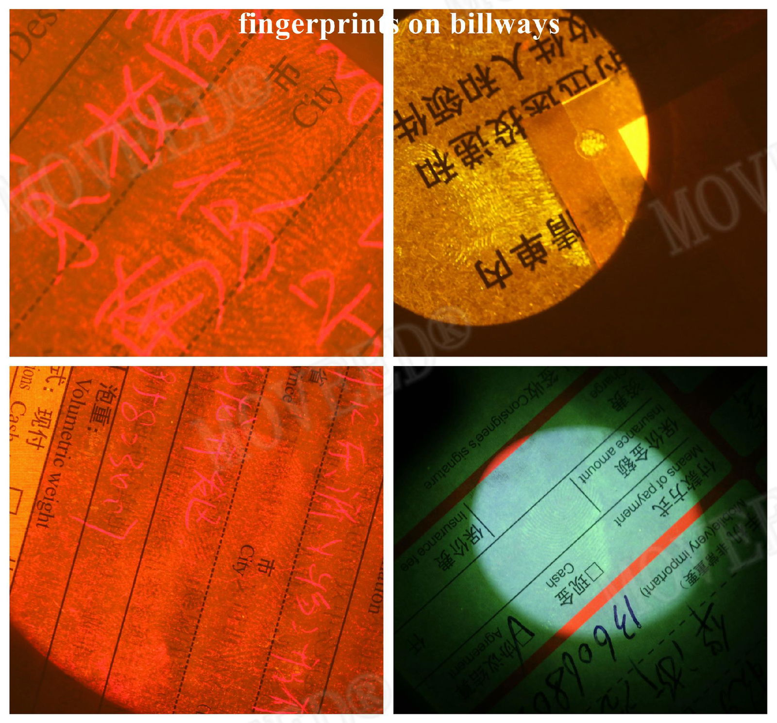 Forensic Laser & Alternate Light Source Equipment  5