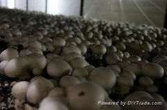 Mushroom projects equipment-Lighting system IP65, 10W