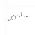 Selling PGR Sodium 4-chlorophenoxyacetate 13730-98-8 suppliers 98%