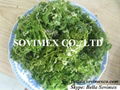 ULVA LACTUCA _SEAWEED_BEST PRICE