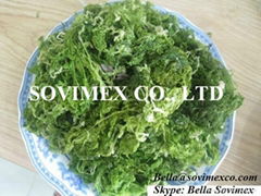 ULVA LACTUCA _SEAWEED_BEST PRICE