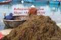 SARGASSUM_best choices for animal feed