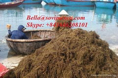 SARGASSUM_best choices for animal feed/organic ferlitizer