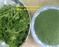 ULVA LACTUCA VIET NAM_premium quality