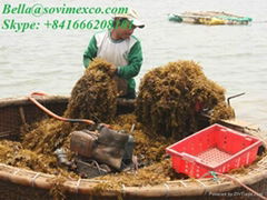 Best Prices_Sargassum Seaweed_Supplier Viet Nam