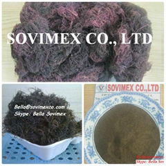 Graciliria Seaweed Viet Nam Supplier