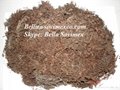 Fertilizer Sargassum Seaweed_Supplier Viet Nam 2