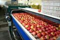 Apple processing line  3