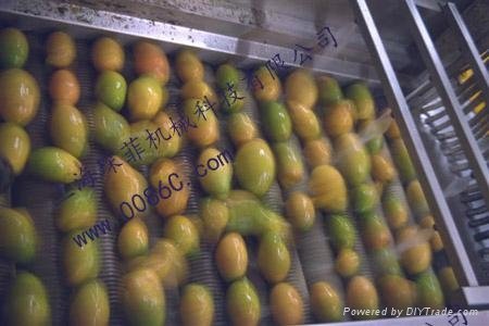 Mango processing line, mango processing plant 2