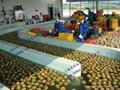 Pineapple processing line  3