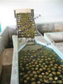 Pineapple processing line  5