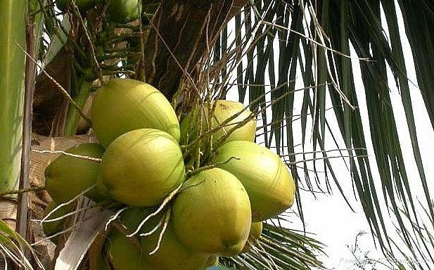 Coconut processing line  2
