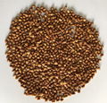 China brown roasted buckwheat kernel 1