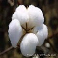 RAW COTTON FIBER AND SEEDS 1