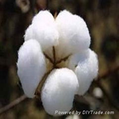 RAW COTTON FIBER AND SEEDS