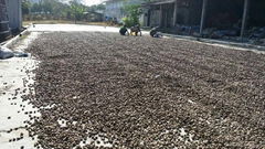 RAW CASHEW NUTS IN SHELL