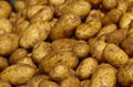 Fresh bulky Potatoes for export