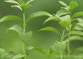 Stevia extract stevioside Stevia glycosides food additive best sweetener   4