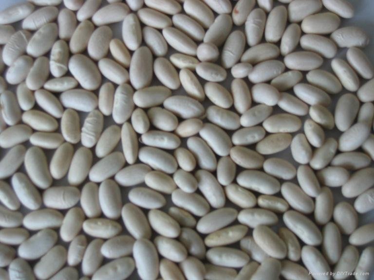 Baishake white kidney beans