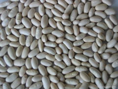 Baishake white kidney beans