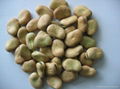 Broad beans 1