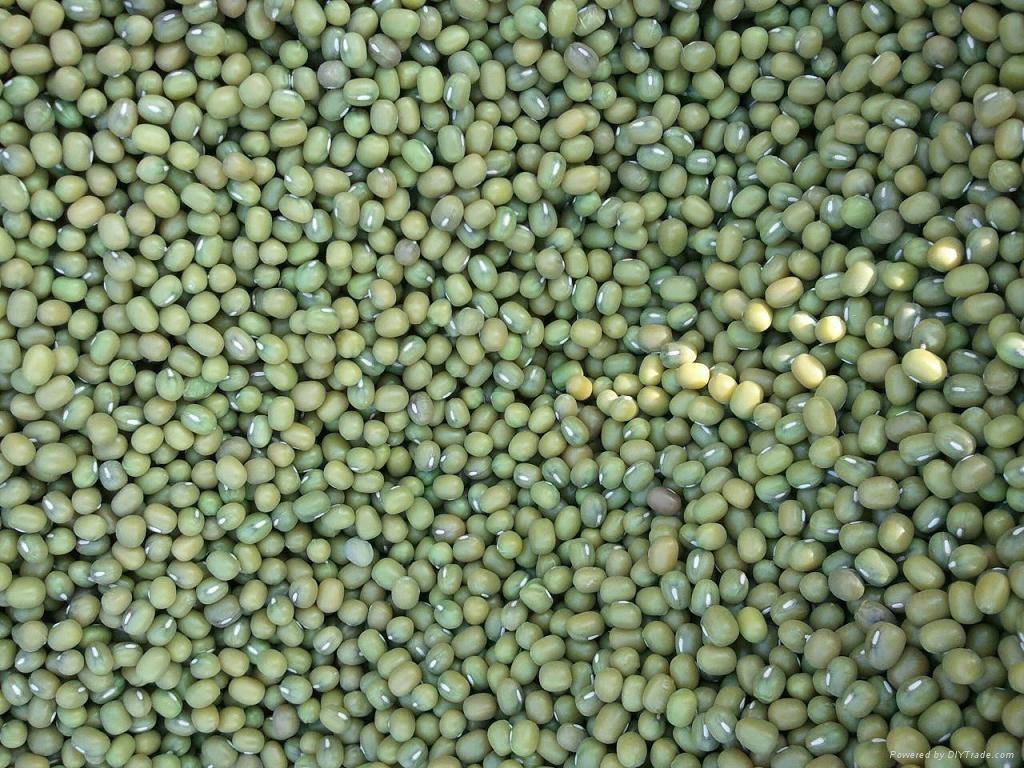 Green mung beans