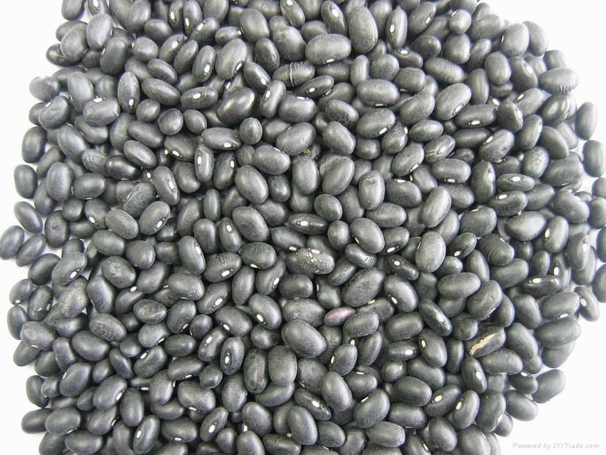 Small black kidney beans