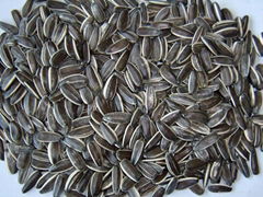 Sunflower seeds