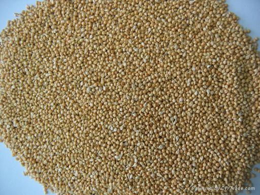 Yellow millet in husk