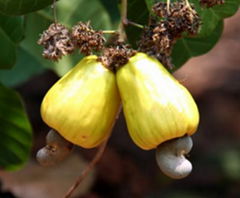 Cashew Nuts