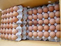 White/Brown Fresh Table Chicken Eggs