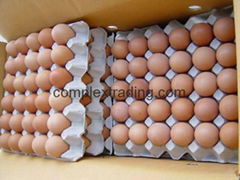 White/Brown Fresh Table Chicken Eggs