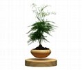 Levitation plant flower bonsai pot 2