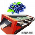 Blueberry grading machine 4