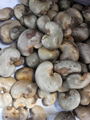 raw cashew nuts 1