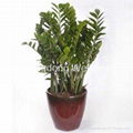 Money tree Zamioculcas zamiifolia 1