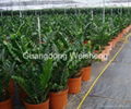 Money tree Zamioculcas zamiifolia 4