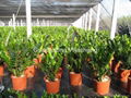 Money tree Zamioculcas zamiifolia 5