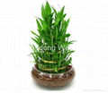 China Lucky Bamboo Dracaena Sanderiana Spiral Bamboo 2