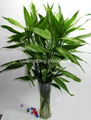 China Lucky Bamboo Dracaena Sanderiana Spiral Bamboo 3